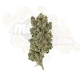 ROYAL QUEEN SEEDS - Royal Gorilla