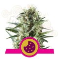 ROYAL QUEEN SEEDS - Royal Cookies