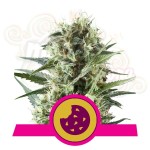 ROYAL QUEEN SEEDS - Royal Cookies