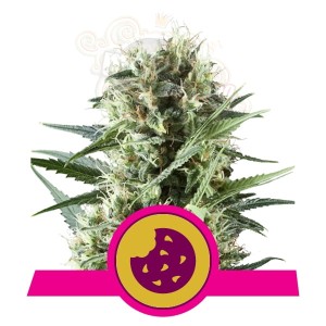 ROYAL QUEEN SEEDS - Royal Cookies