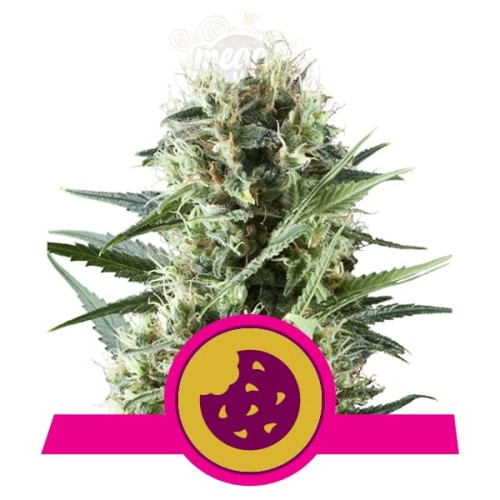 ROYAL QUEEN SEEDS - Royal Cookies