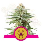 ROYAL QUEEN SEEDS - White Widow®