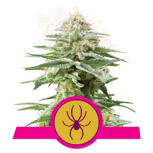 ROYAL QUEEN SEEDS - White Widow®