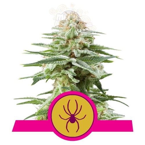 ROYAL QUEEN SEEDS - White Widow®