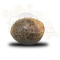 ROYAL QUEEN SEEDS - White Widow®