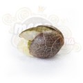 ROYAL QUEEN SEEDS - White Widow®