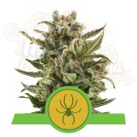 ROYAL QUEEN SEEDS - White Widow Automatic