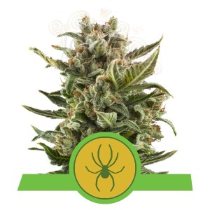 ROYAL QUEEN SEEDS - White Widow Automatic