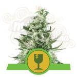 ROYAL QUEEN SEEDS - Royal Critical Automatic®