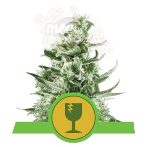 ROYAL QUEEN SEEDS - Royal Critical Automatic®