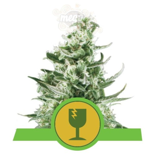 ROYAL QUEEN SEEDS - Royal Critical Automatic®