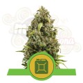 ROYAL QUEEN SEEDS - Diesel Automatic