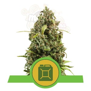 ROYAL QUEEN SEEDS - Diesel Automatic