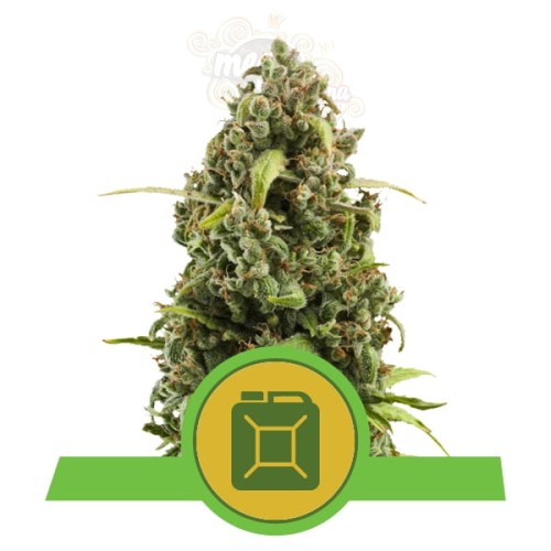 ROYAL QUEEN SEEDS - Diesel Automatic