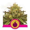 ROYAL QUEEN SEEDS - Royal Domina
