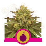 ROYAL QUEEN SEEDS - Royal Domina