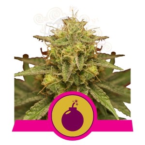 ROYAL QUEEN SEEDS - Royal Domina