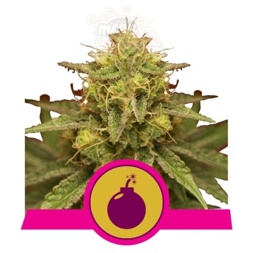 ROYAL QUEEN SEEDS - Royal Domina