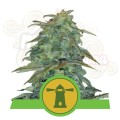 ROYAL QUEEN SEEDS - Royal Haze Automatic®