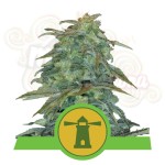 ROYAL QUEEN SEEDS - Royal Haze Automatic®