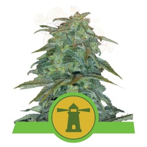 ROYAL QUEEN SEEDS - Royal Haze Automatic®