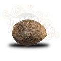 ROYAL QUEEN SEEDS - Royal Haze Automatic®