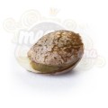 ROYAL QUEEN SEEDS - Royal Haze Automatic®