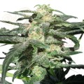 ROYAL QUEEN SEEDS - Royal Haze Automatic®