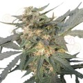 ROYAL QUEEN SEEDS - Royal Haze Automatic®