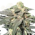 ROYAL QUEEN SEEDS - Royal Haze Automatic®