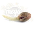 ROYAL QUEEN SEEDS - Royal Jack Automatic