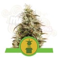 ROYAL QUEEN SEEDS - Royal Jack Automatic