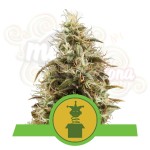 ROYAL QUEEN SEEDS - Royal Jack Automatic