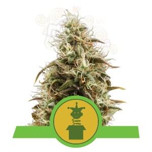 ROYAL QUEEN SEEDS - Royal Jack Automatic