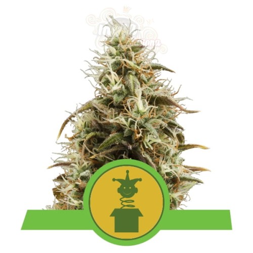 ROYAL QUEEN SEEDS - Royal Jack Automatic