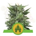 ROYAL QUEEN SEEDS - Royal Kush Automatic