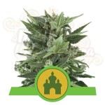 ROYAL QUEEN SEEDS - Royal Kush Automatic