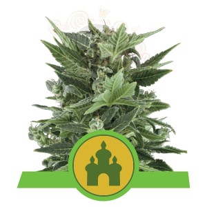 ROYAL QUEEN SEEDS - Royal Kush Automatic