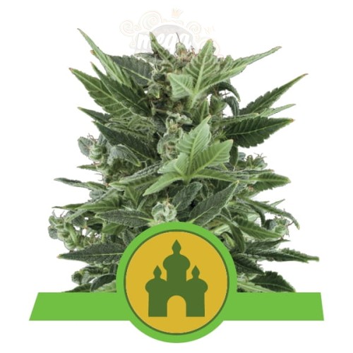 ROYAL QUEEN SEEDS - Royal Kush Automatic