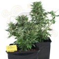 ROYAL QUEEN SEEDS - Royal Kush Automatic