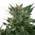 ROYAL QUEEN SEEDS - Royal Kush Automatic