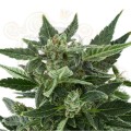 ROYAL QUEEN SEEDS - Royal Kush Automatic
