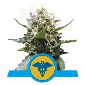 ROYAL QUEEN SEEDS - Royal Medic CBD