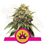 ROYAL QUEEN SEEDS - Special Queen #1®