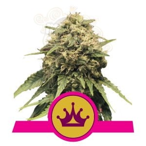 ROYAL QUEEN SEEDS - Special Queen #1®