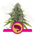 ROYAL QUEEN SEEDS - Royal Moby®