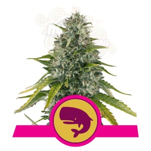 ROYAL QUEEN SEEDS - Royal Moby®