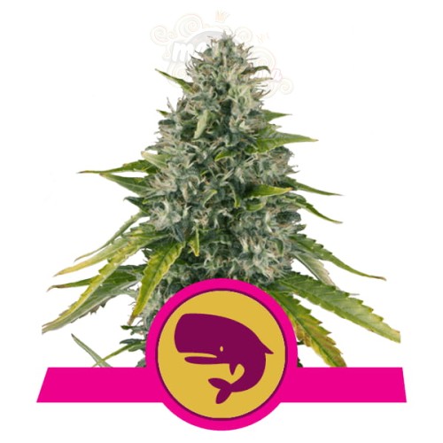 ROYAL QUEEN SEEDS - Royal Moby®