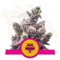 ROYAL QUEEN SEEDS - Wedding Gelato