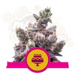 ROYAL QUEEN SEEDS - Wedding Gelato